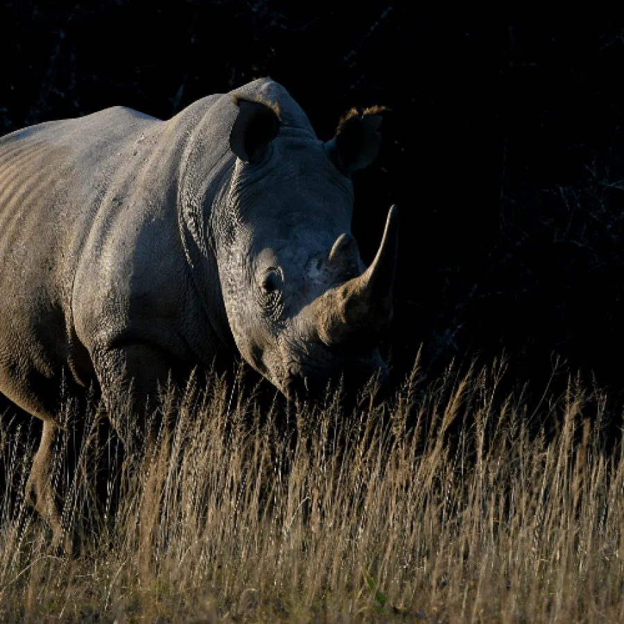 Standing behind the rhinos through charity and technology